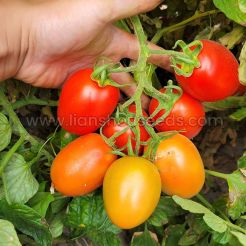 T192 Good Quality Semi Determinate Saladette Tomato Variety