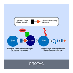 PROTAC-E3 Ligase Ligands