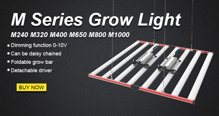 High Quality Cheap 600w/800w Cannabis grow light
